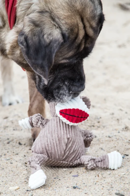 A dog playing with the HuggleHounds Stuey Sock Monkey Knottie® Plush Dog Toy.